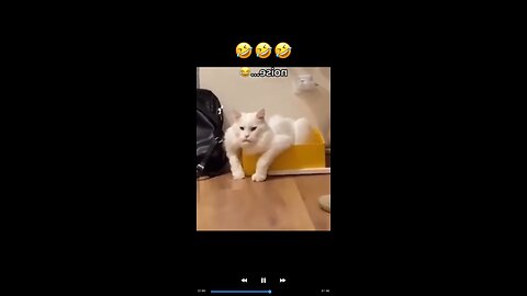 Cute animals funny movement