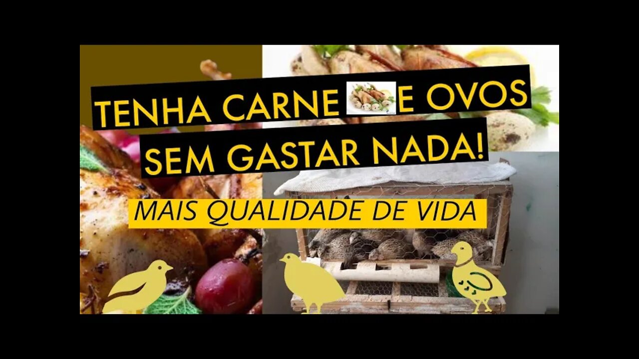 PRODUZA CARNE E OVOS SEM GASTAR NADA / VIVER DE CODORNA