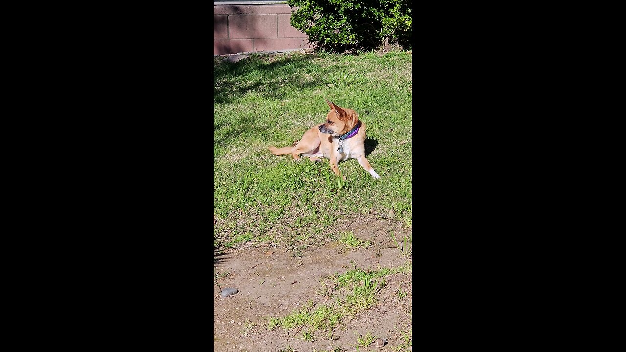 He's taking a sun 🌞 bath 🛁