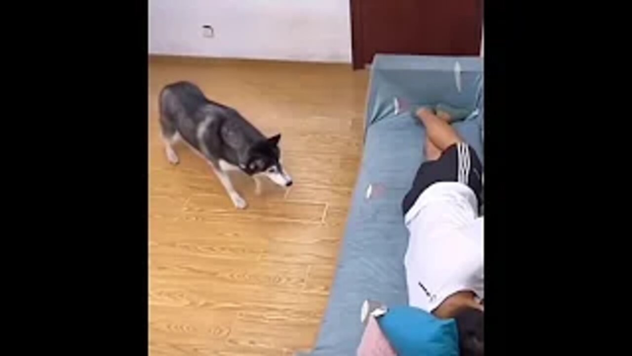 Funniest Animals - Best Of The 2022 Funny Animal Videos #21