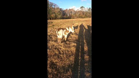 Newest baby Donkey at the Donkey Field