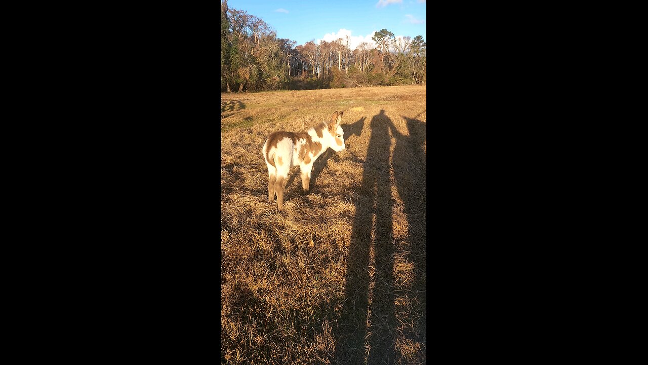 Newest baby Donkey at the Donkey Field