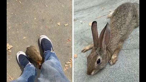 This person rescues a wild bunny from a pool