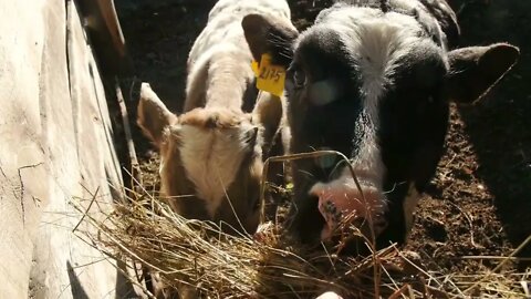 two identical calves standing together in barn pen