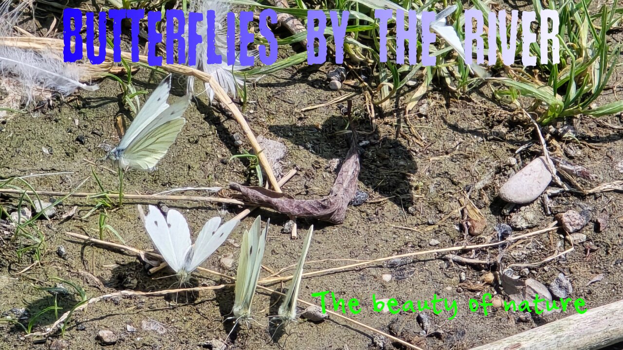 Some butterflies by the river / beautiful white butterflies by the river.