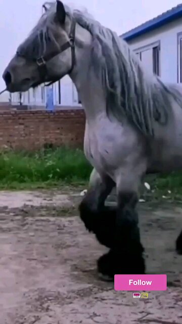 Rumble/horse big🐴