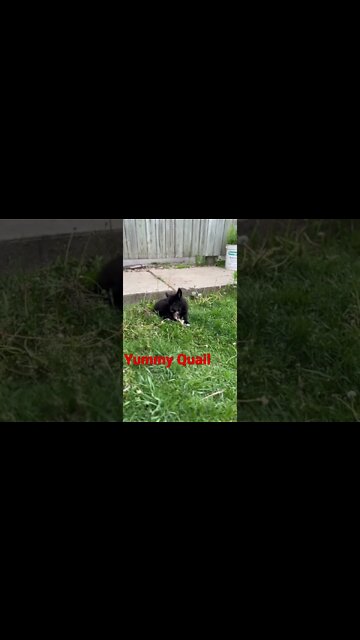 Ragnar working on a raw quail. #shorts #rawfeeding #puppy #lycanshepherd