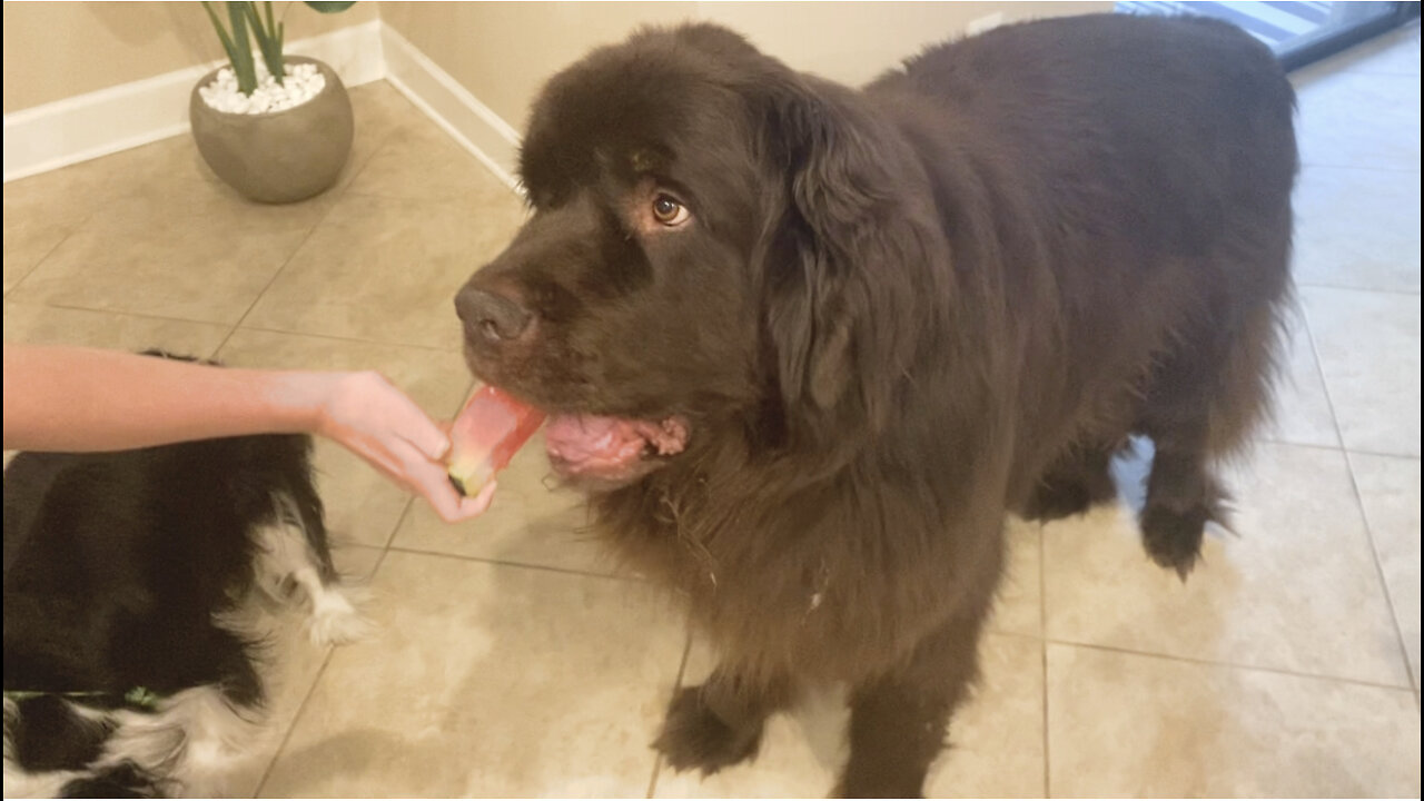 Adorable Newfoundland & Cavalier Get Birthday Popsicles