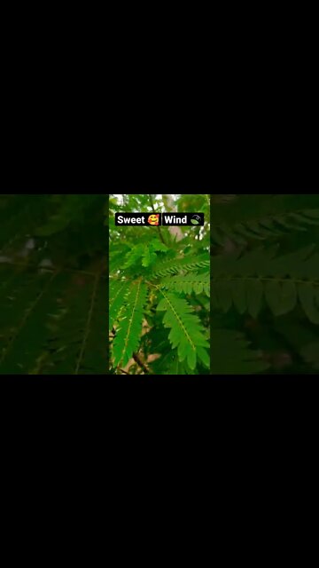 sweet wind #shorts #shorts #viral