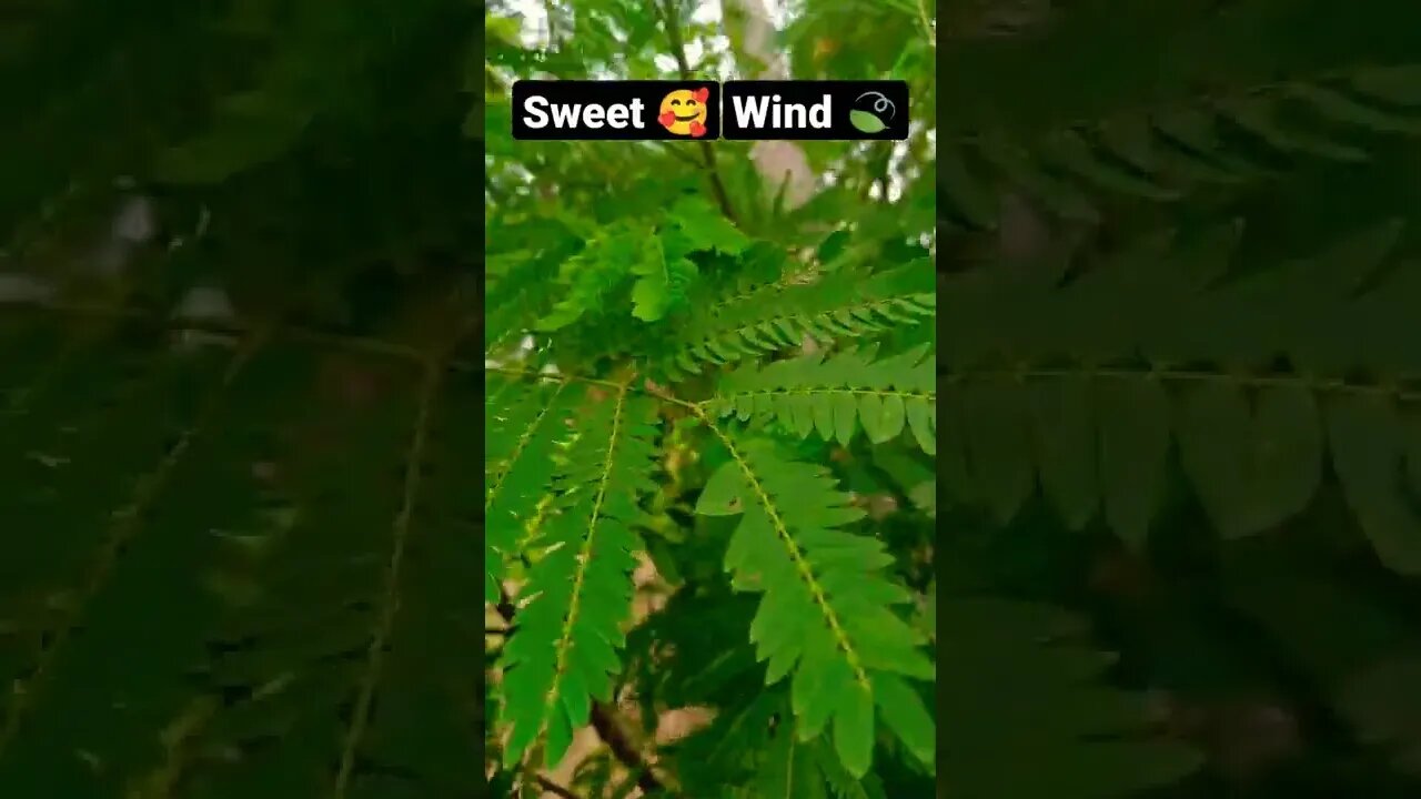 sweet wind #shorts #shorts #viral