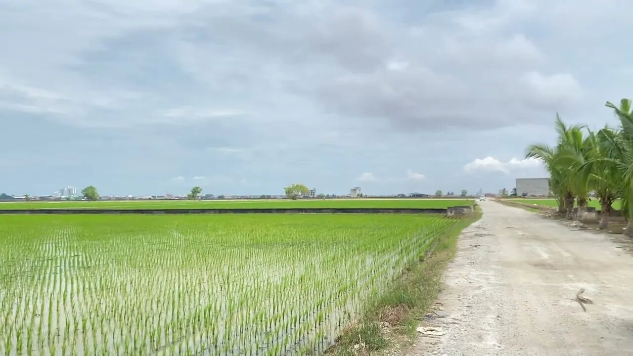 Sekinchan Paddy Field | Sawah Padi Malaysia