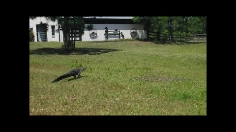 Easter Gator at Venus Ranch