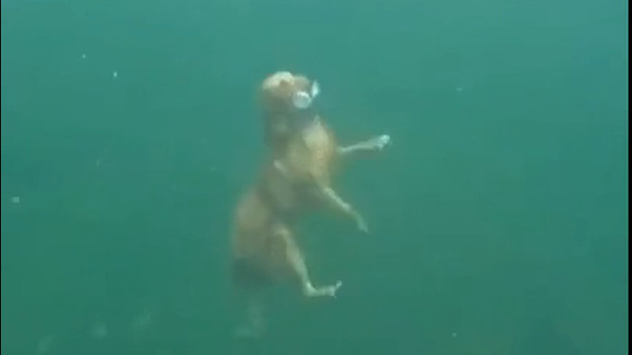 Diving Golden Retriever - HaloRock