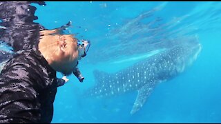 Gentle Giants - Whale Sharks Oslob Cebu, Philippines