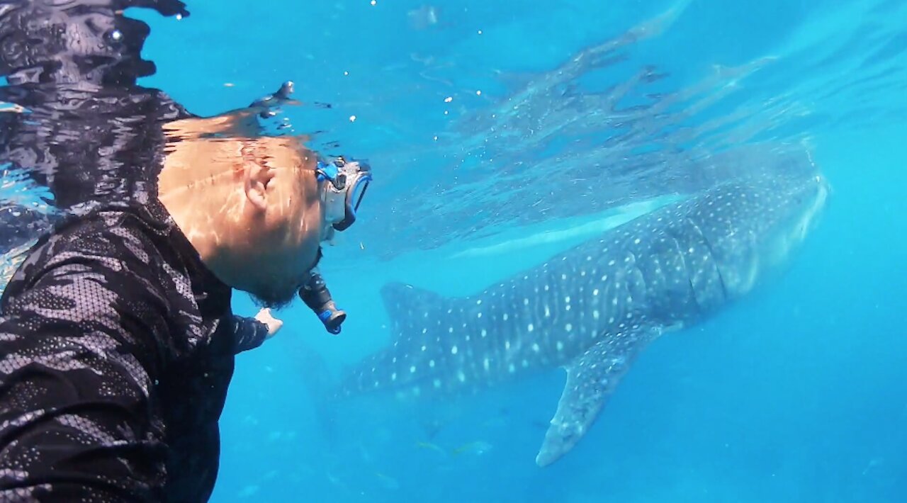 Gentle Giants - Whale Sharks Oslob Cebu, Philippines