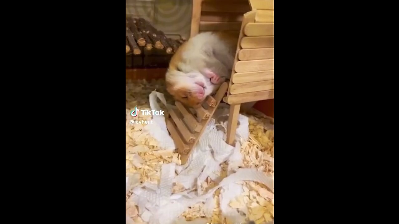 Furballs of Fun: Watch Hamsters Get into Mischievous Shenanigans!