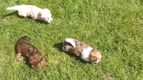G Litter-Great Day To Play Outdoors
