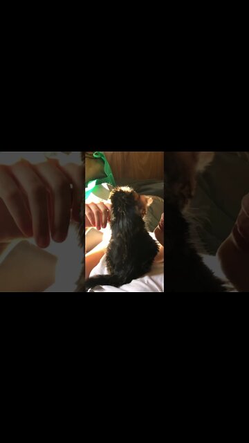 Starved feral kitten rescued from car engine enjoying human cuddles