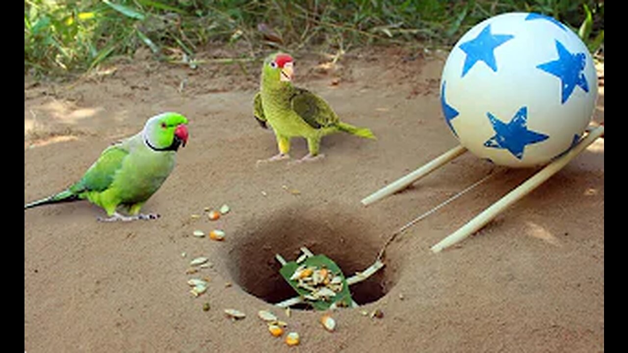 New Creative Unique Bird Trap Using Small Plastic Ball - Rolling Parrot Trap in Hole