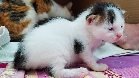 Cute Kittens | The Kittens Are Making Attempts To Go Outside The Box