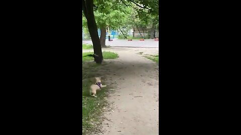 cute puppy playing with crows 😄