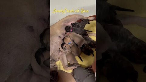 Nursing puppies. Ch Rose puppies #feedingtime #cutepuppy #bullmastiffpuppy