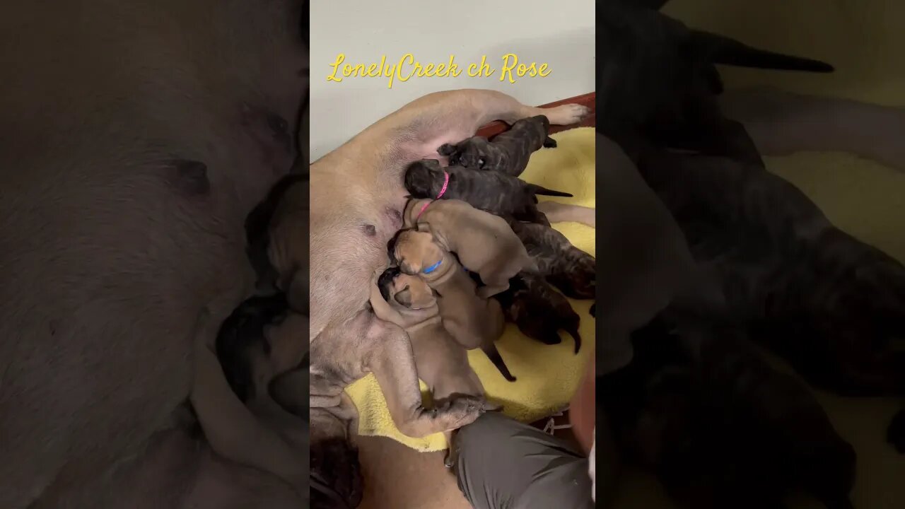 Nursing puppies. Ch Rose puppies #feedingtime #cutepuppy #bullmastiffpuppy