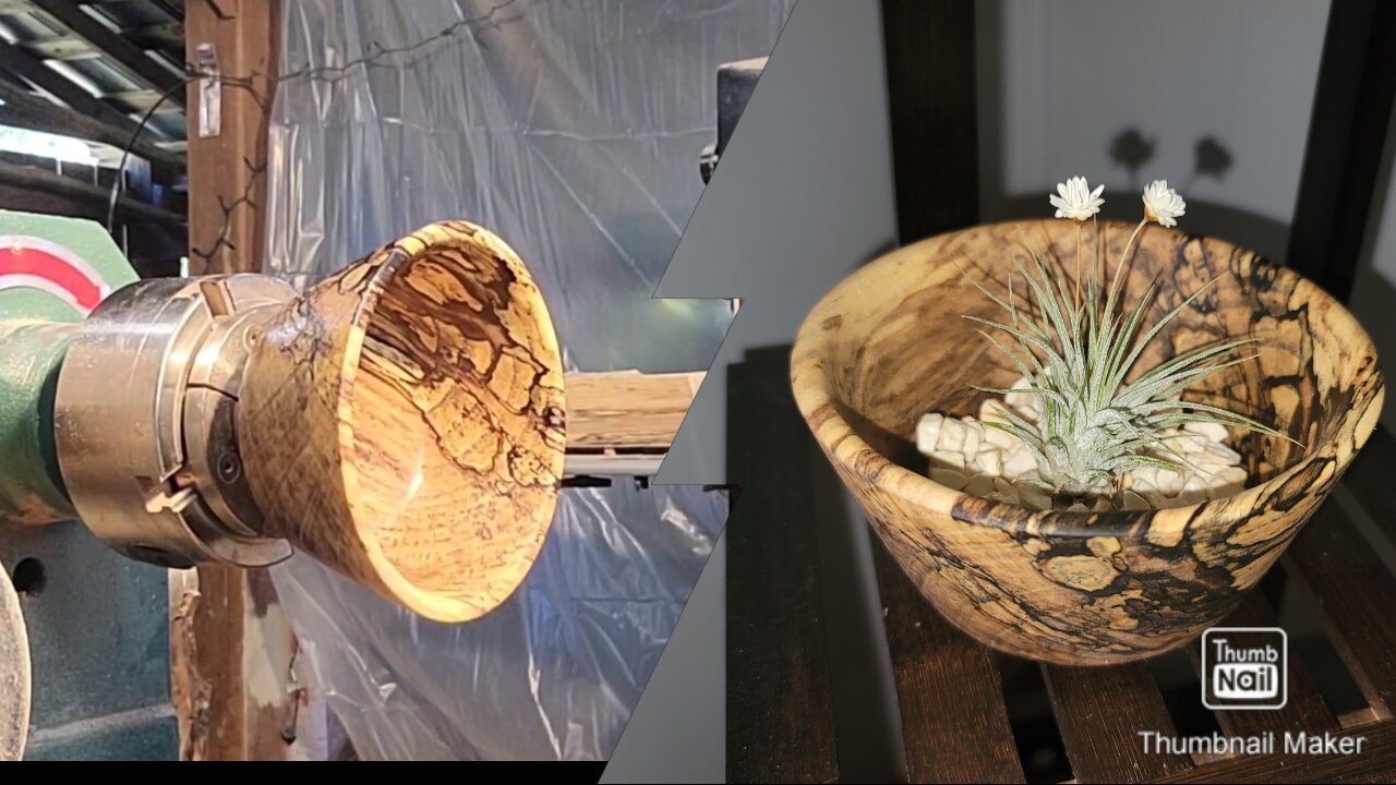 SPALTED MAPLE BOWL, PERFECT FOR AIRPLANT