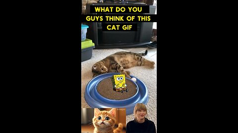 Cute Cat Gif