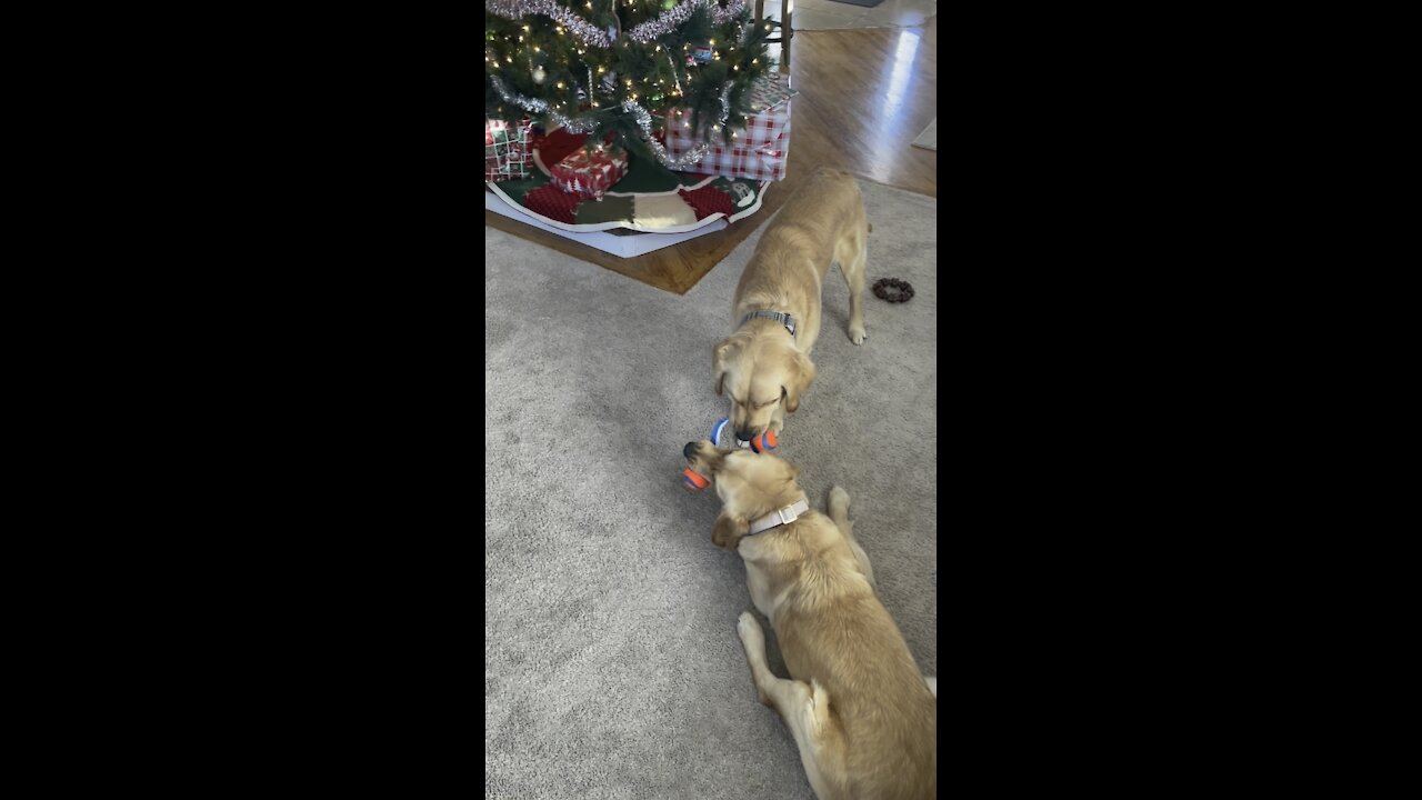 Golden retrievers play with new Christmas toy