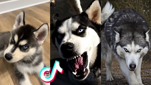 Husky Badass and Cute - Tiktok Compilation!