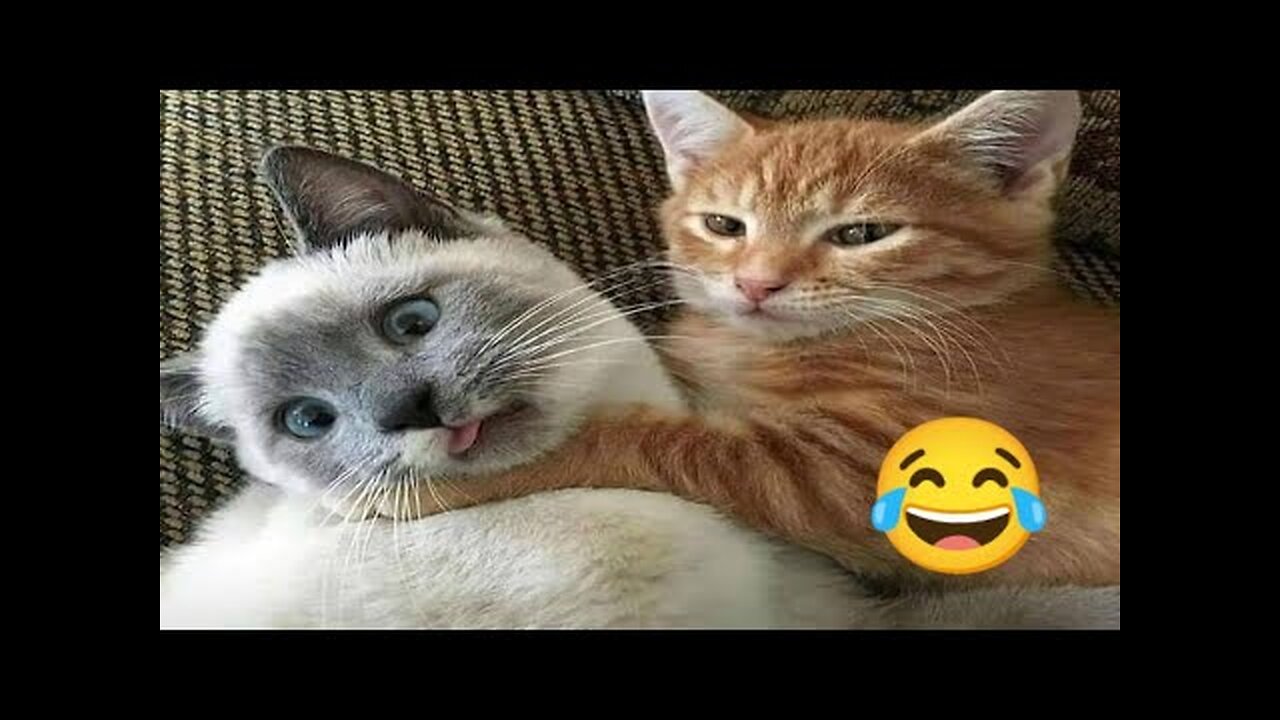 Funny cat videos try not to laugh 😂 | funny cat videos 2022