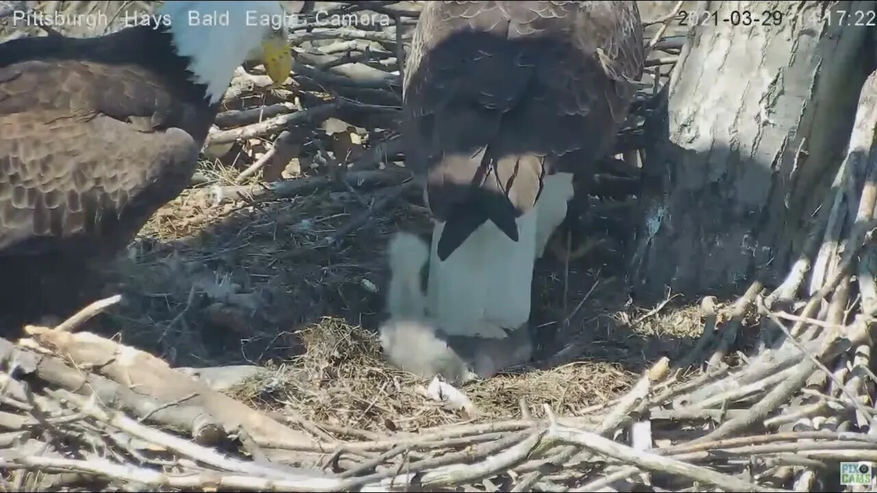 Hays Eagles Mom brings in stick puts it on Dad 2021 03 29 14:16