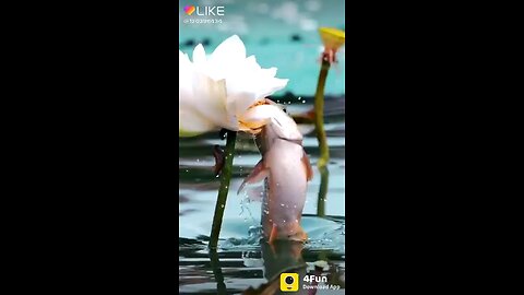 fish funny videos funny jokes