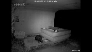 New Resident Male Black Cat