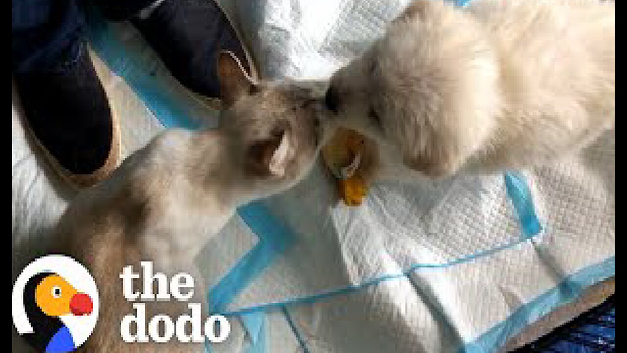 Wild Child Kitten Grows Up Looking After Rescue Puppies | The Dodo