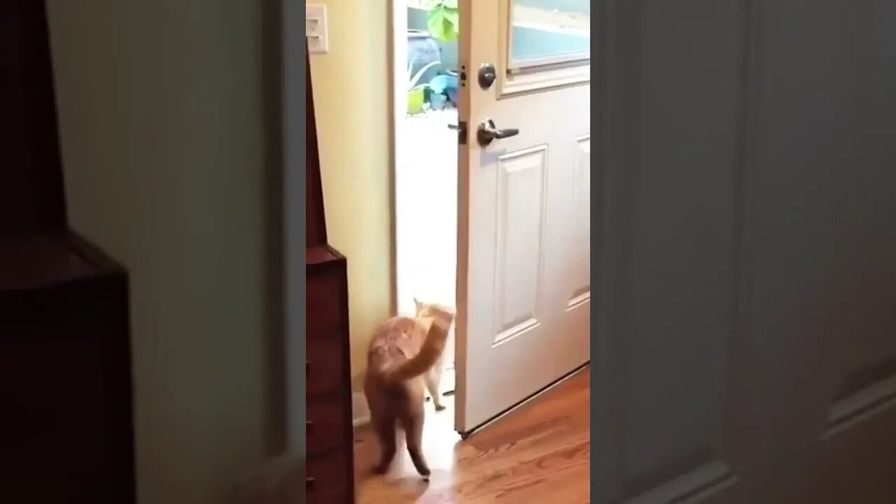 Cat Video #shorts #cat #funny