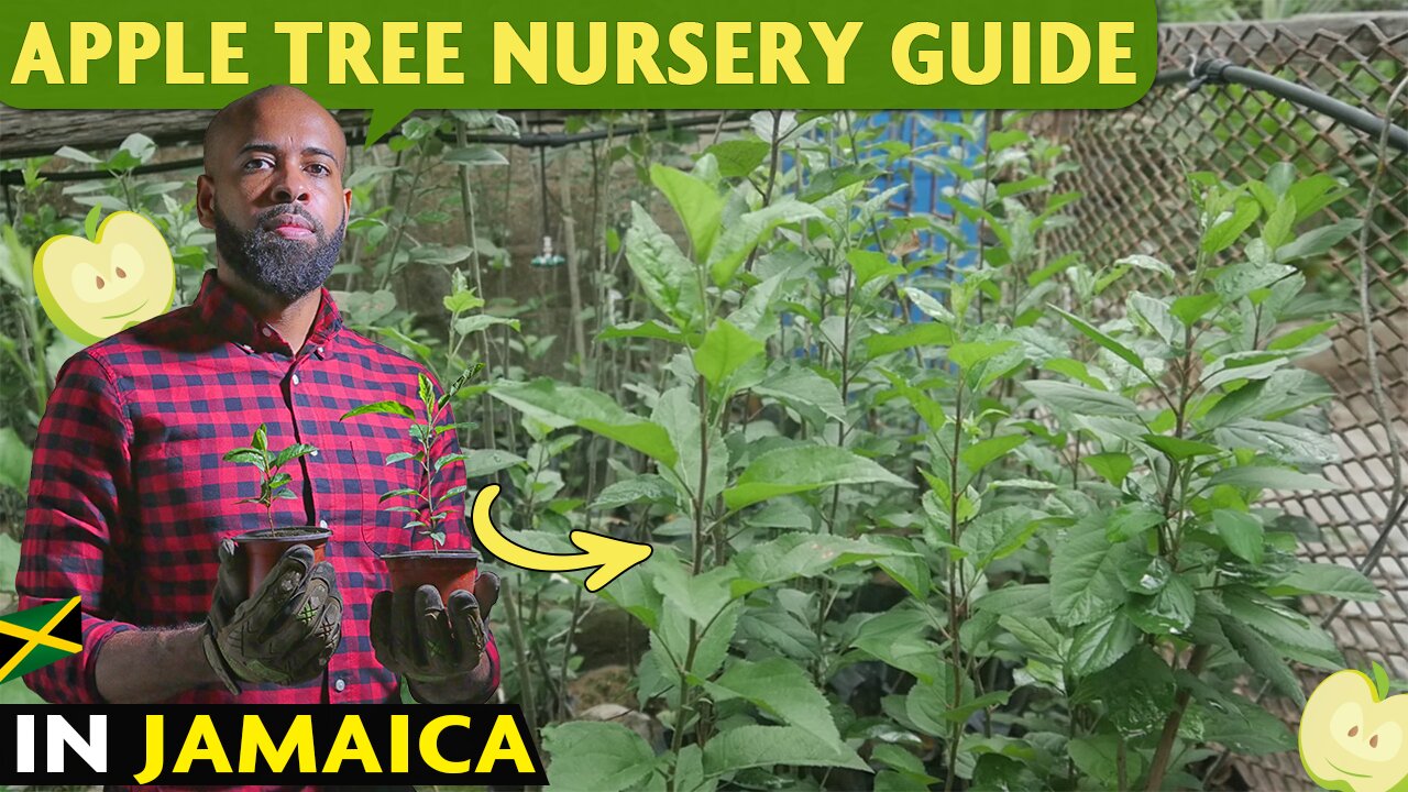 A Quick Guide: Apple Tree Nursery in Hot Climates | Jamaica 🍎 🇯🇲