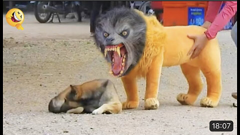 Troll Prank Dog Funny & fake Lion and Fake Tiger Prank To dog & Huge Box Prank to dog