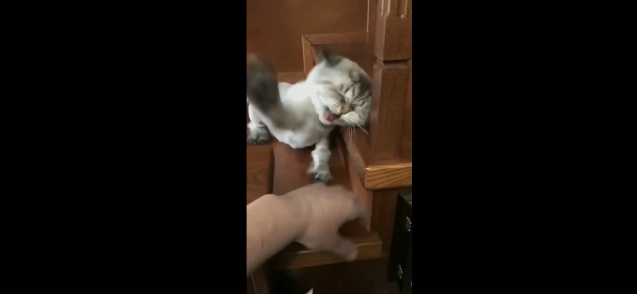 Most dangerous cat 😺😺 continuously beat the hand....too anger cat