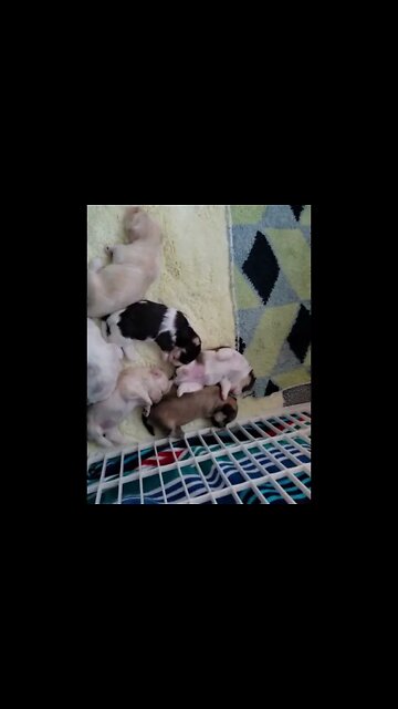 Q Litter.. Out Of The Box