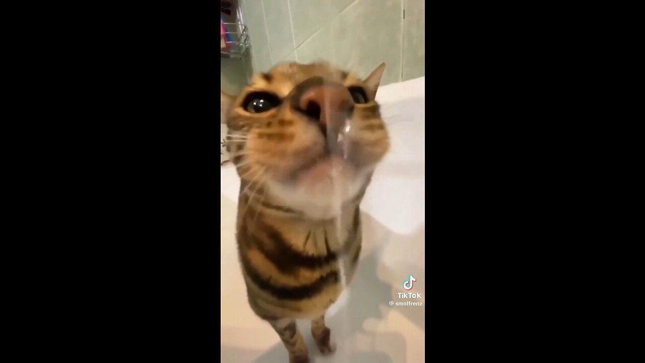 🐈 awaking | funny cats clips|