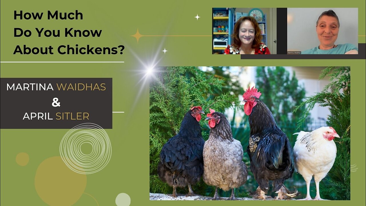 How much do you know about chickens? 🐔