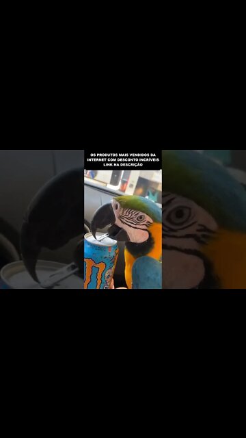 ARARA ABRINDO ENERGETICO PRA MULHER