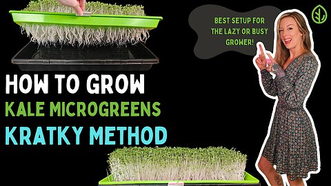 Easily Grow Kale Microgreens with Kratky Hydroponics