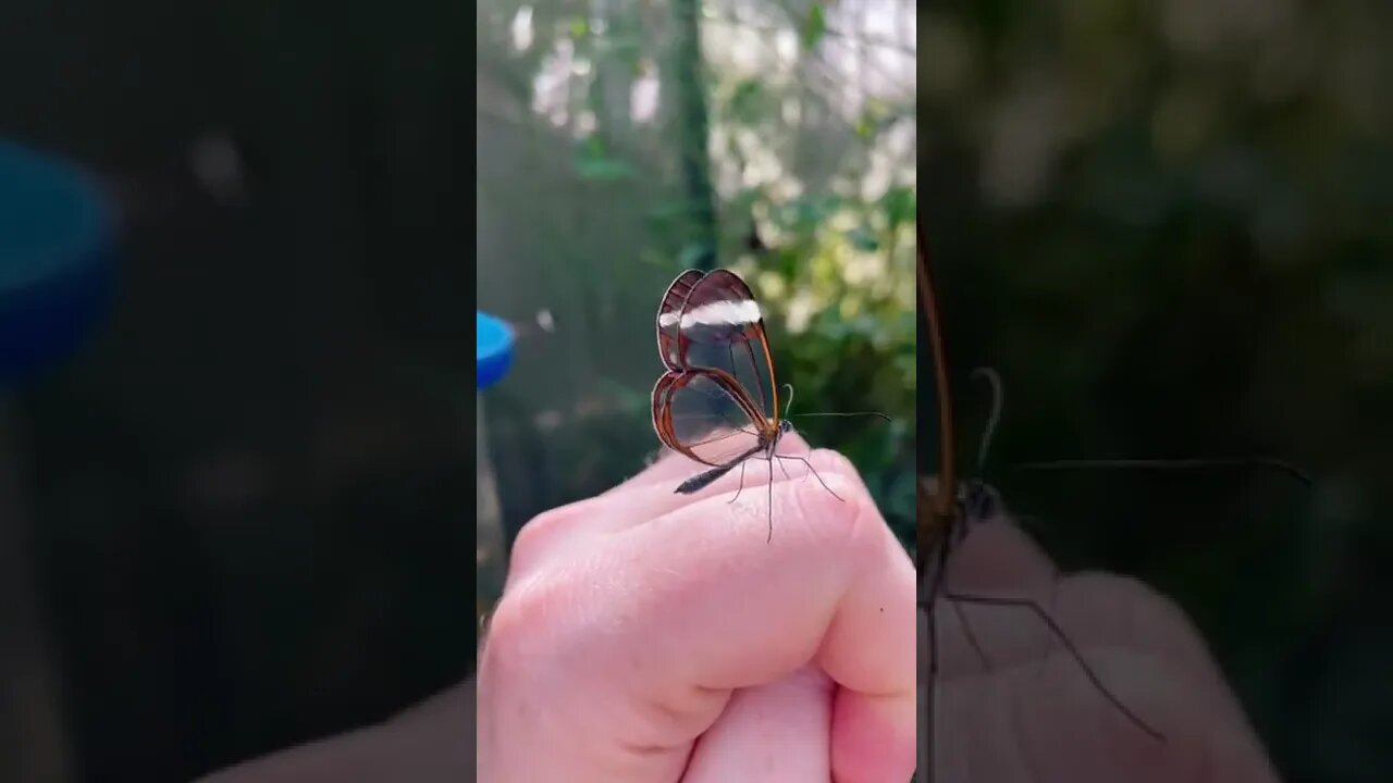 Glasswing Butterfly