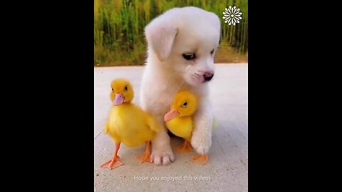 Best short Story of puppy and ducks