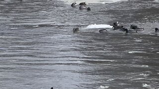 Bufflehead and regular ducks