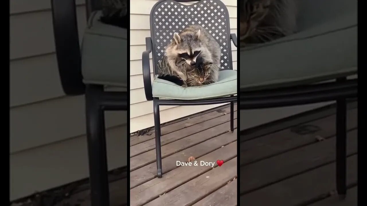 Funny Cat Here #shorts