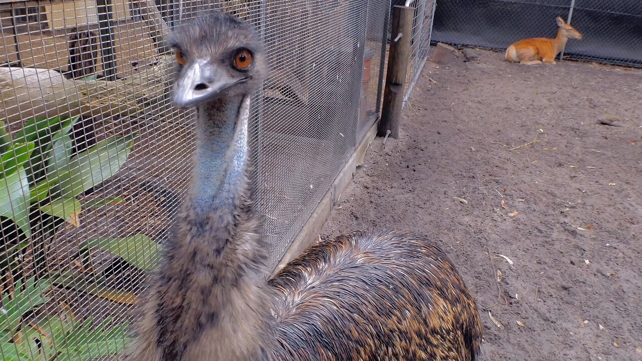 Burping Emu Sounds a Hilarious Moment at Peel Zoo Australia